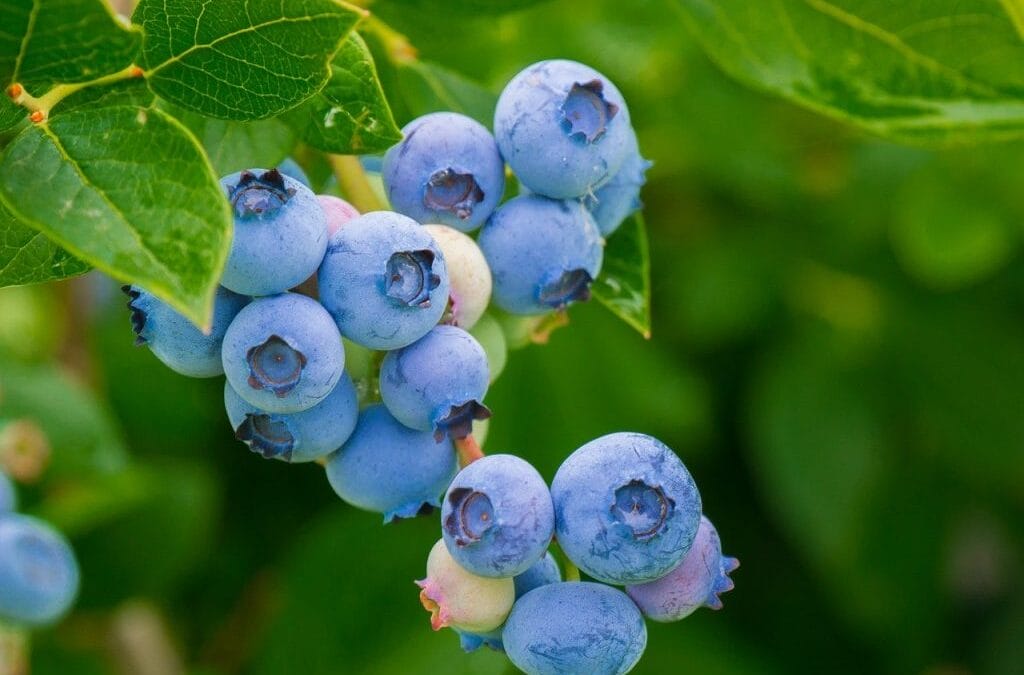 Blueberries