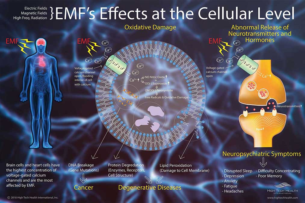 High Tech Health poster showing EMF effects on the body at the cellular level