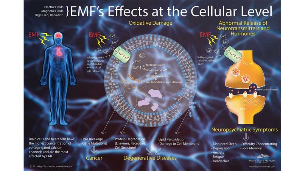 Dangers of EMF Importance of a Low EMF Sauna High Tech Health International