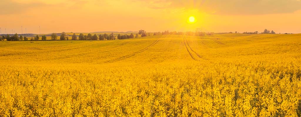 Field of yellow flowers
