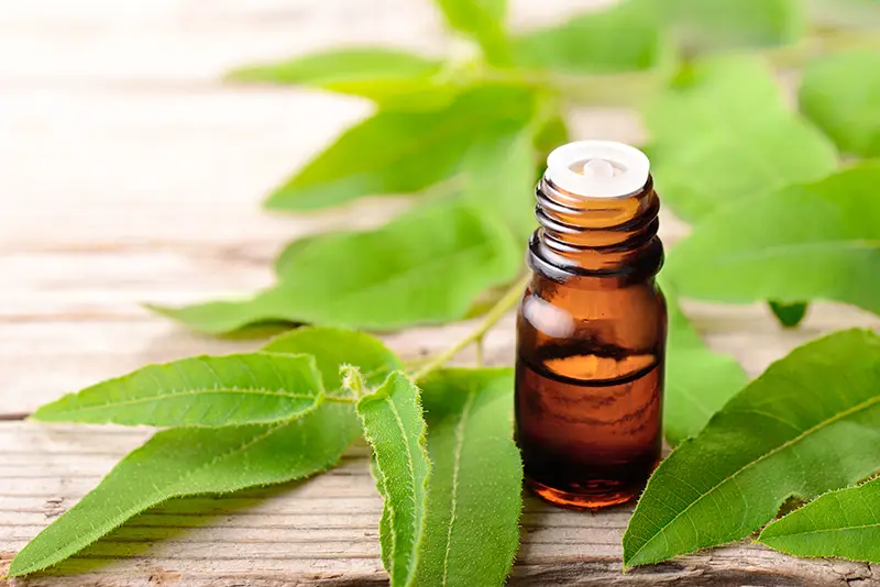 Eucalyptus oil
