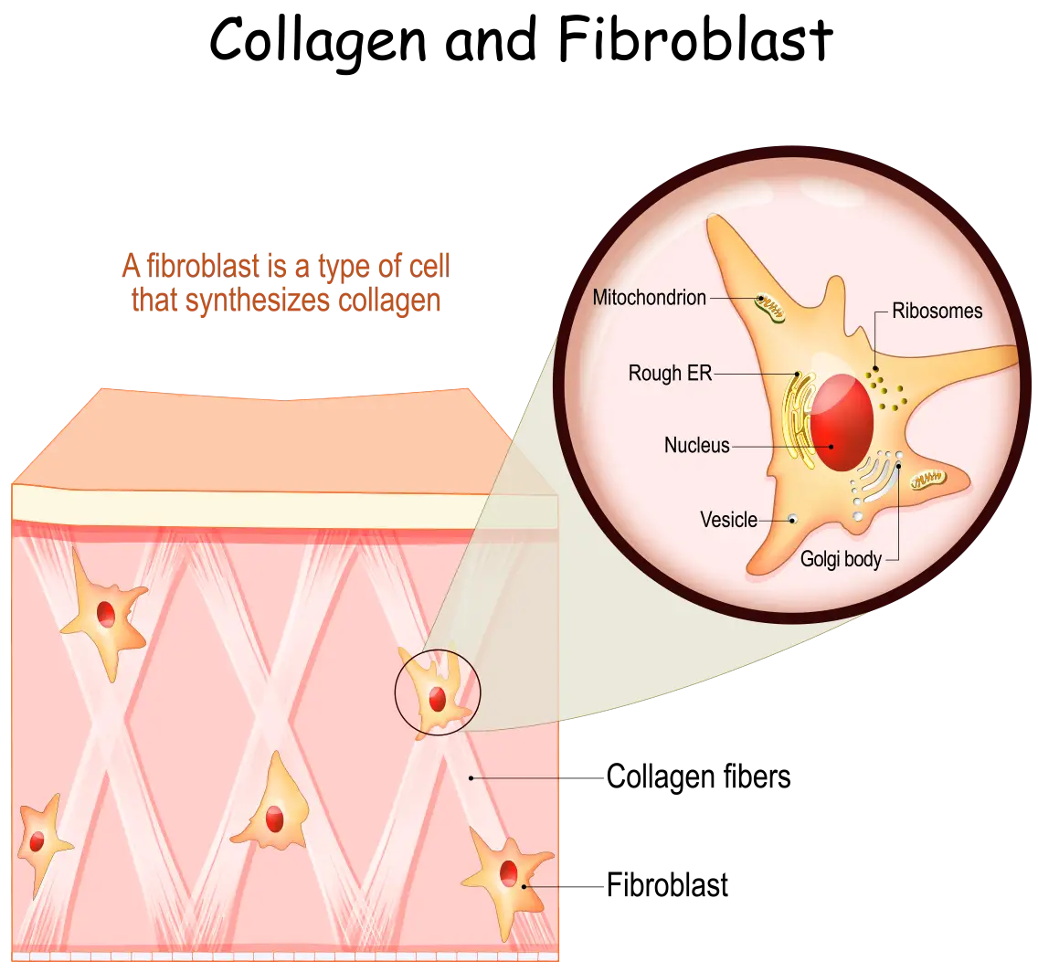 Fibroblast and Collagen Fibroblast and Collagen
