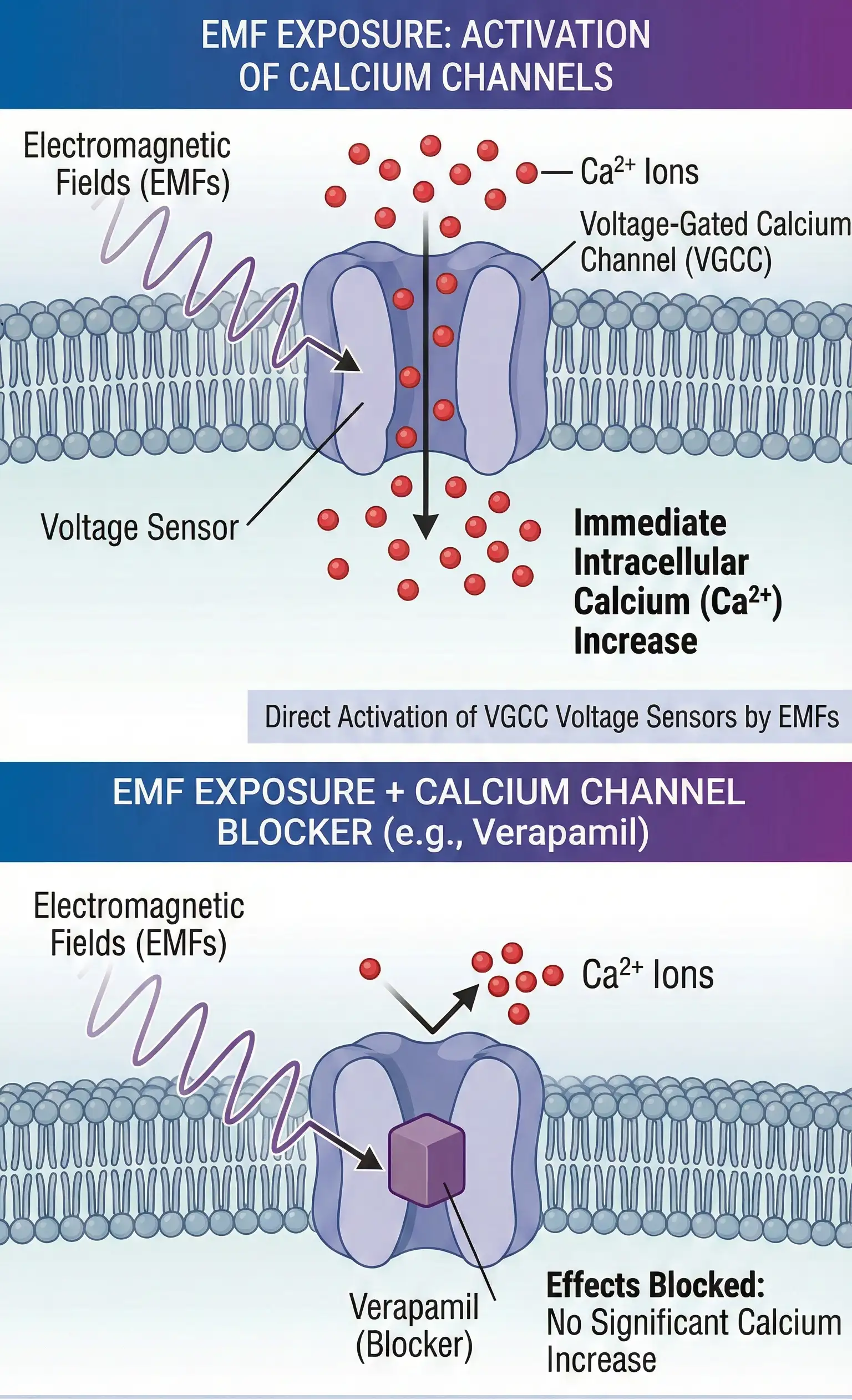 EMF and Calcium Channels