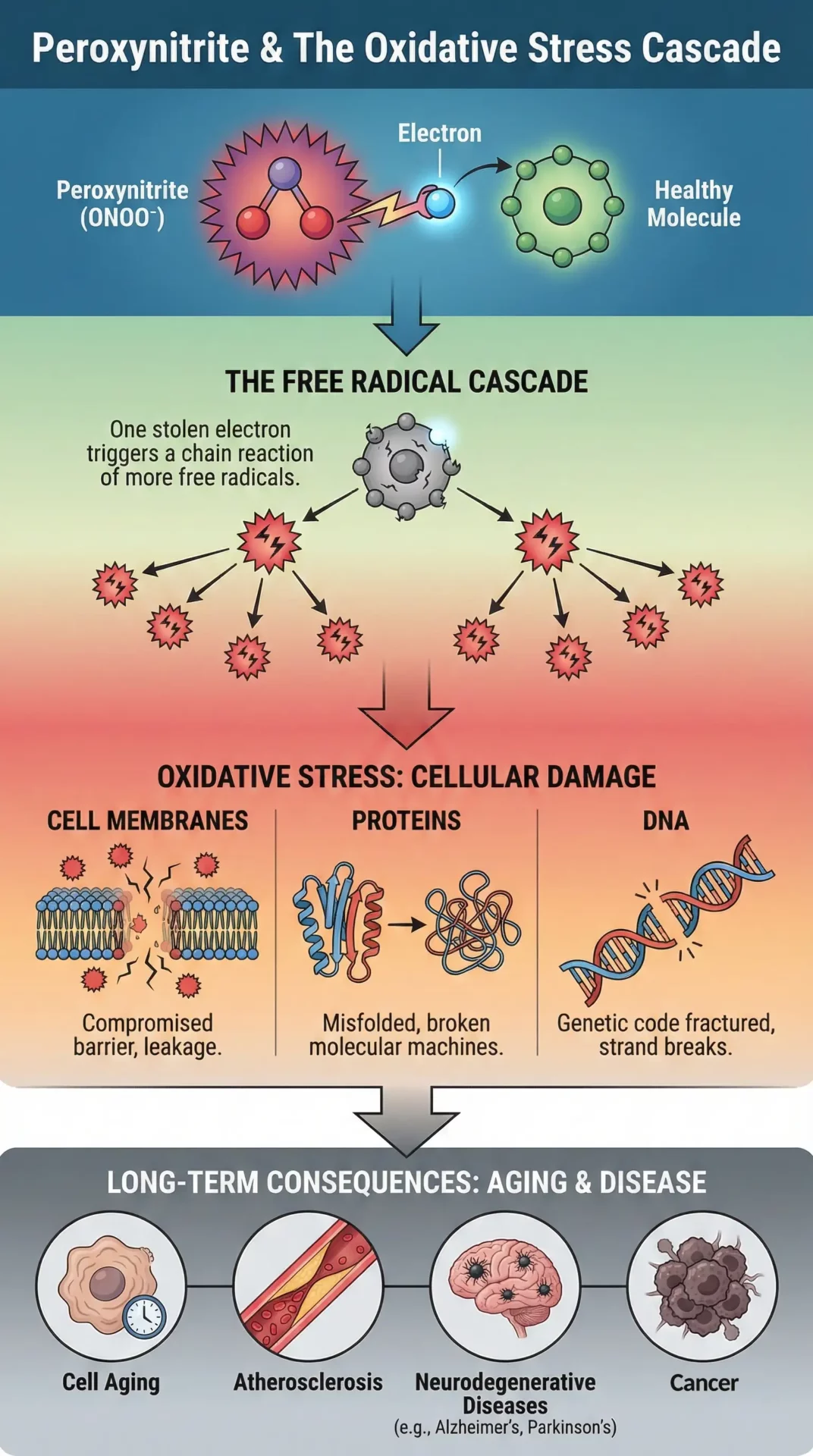 Oxidative Stress Cascade