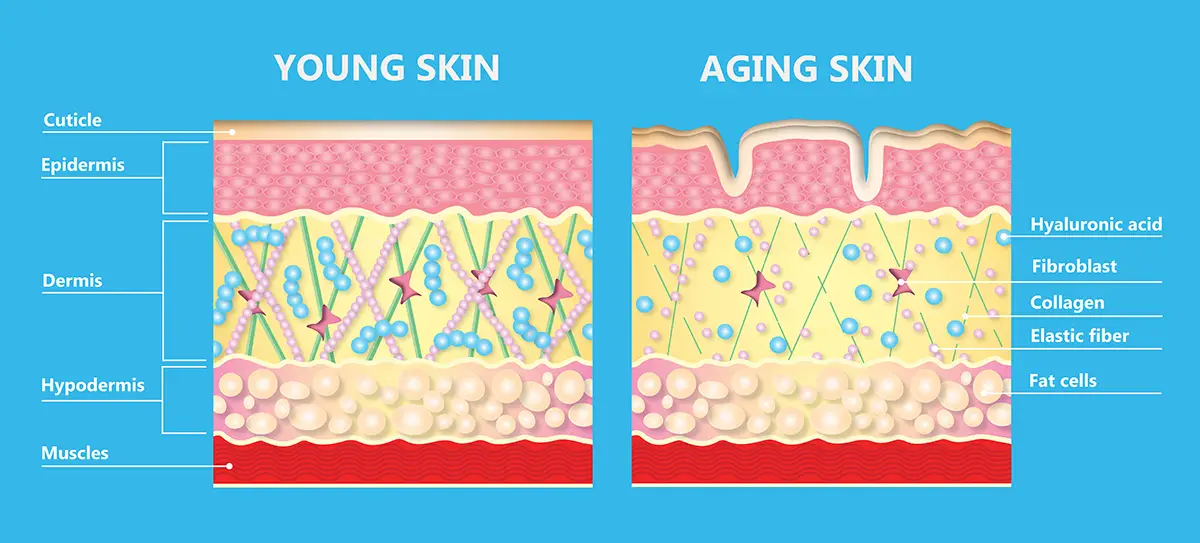 Skin response to aging. Skin response to aging.